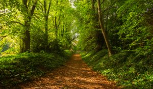 Preview wallpaper path, trees, forest, fallen leaves, landscape, nature