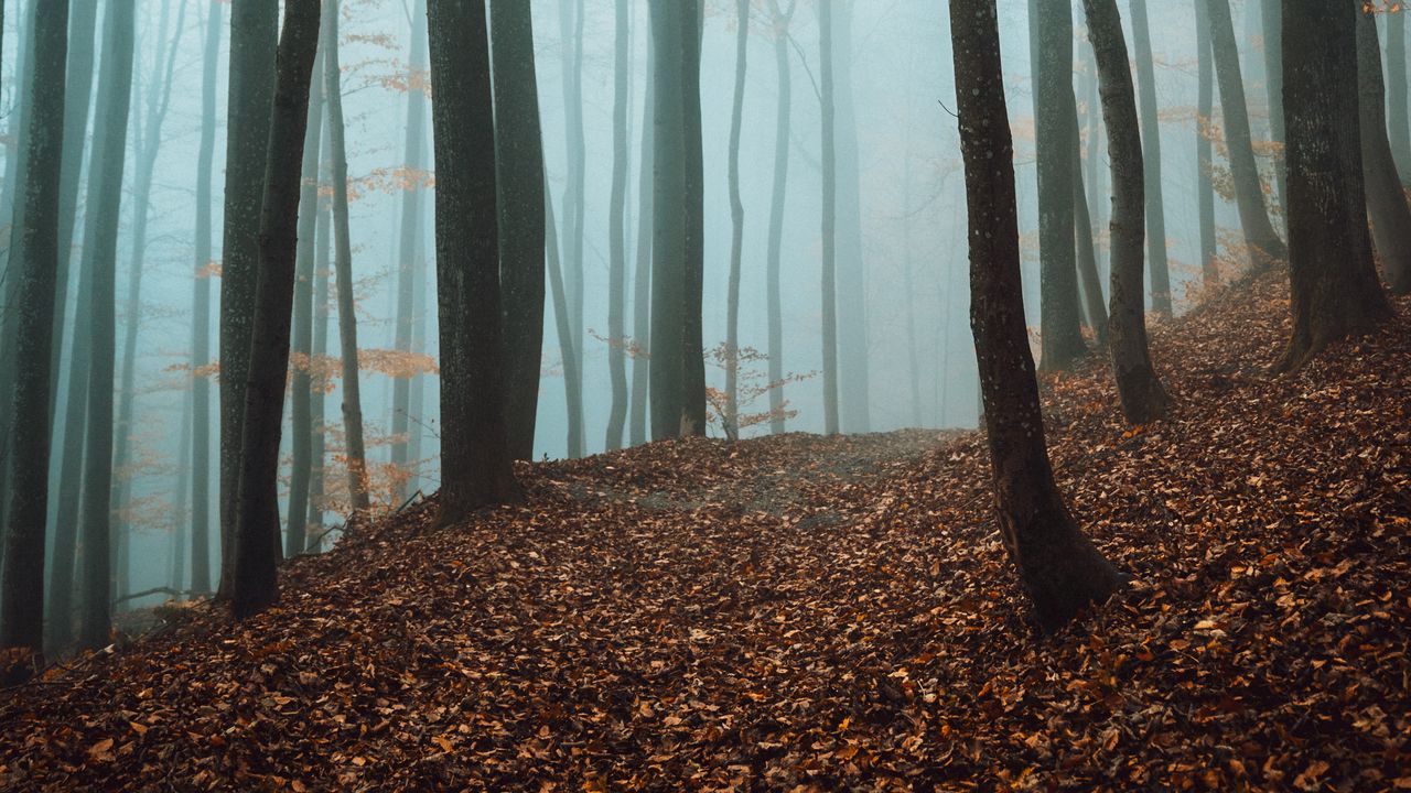 Wallpaper path, trees, forest, fog, fallen leaves, autumn