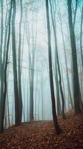 Preview wallpaper path, trees, forest, fog, fallen leaves, autumn