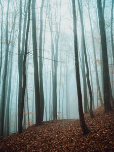 Preview wallpaper path, trees, forest, fog, fallen leaves, autumn