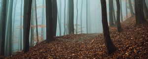 Preview wallpaper path, trees, forest, fog, fallen leaves, autumn