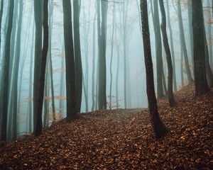 Preview wallpaper path, trees, forest, fog, fallen leaves, autumn