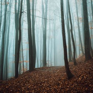Preview wallpaper path, trees, forest, fog, fallen leaves, autumn