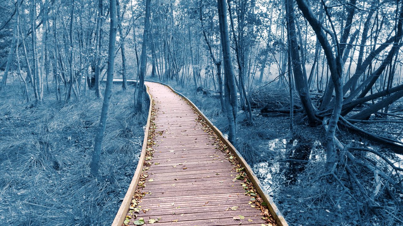 Wallpaper path, trees, forest, nature, leaves