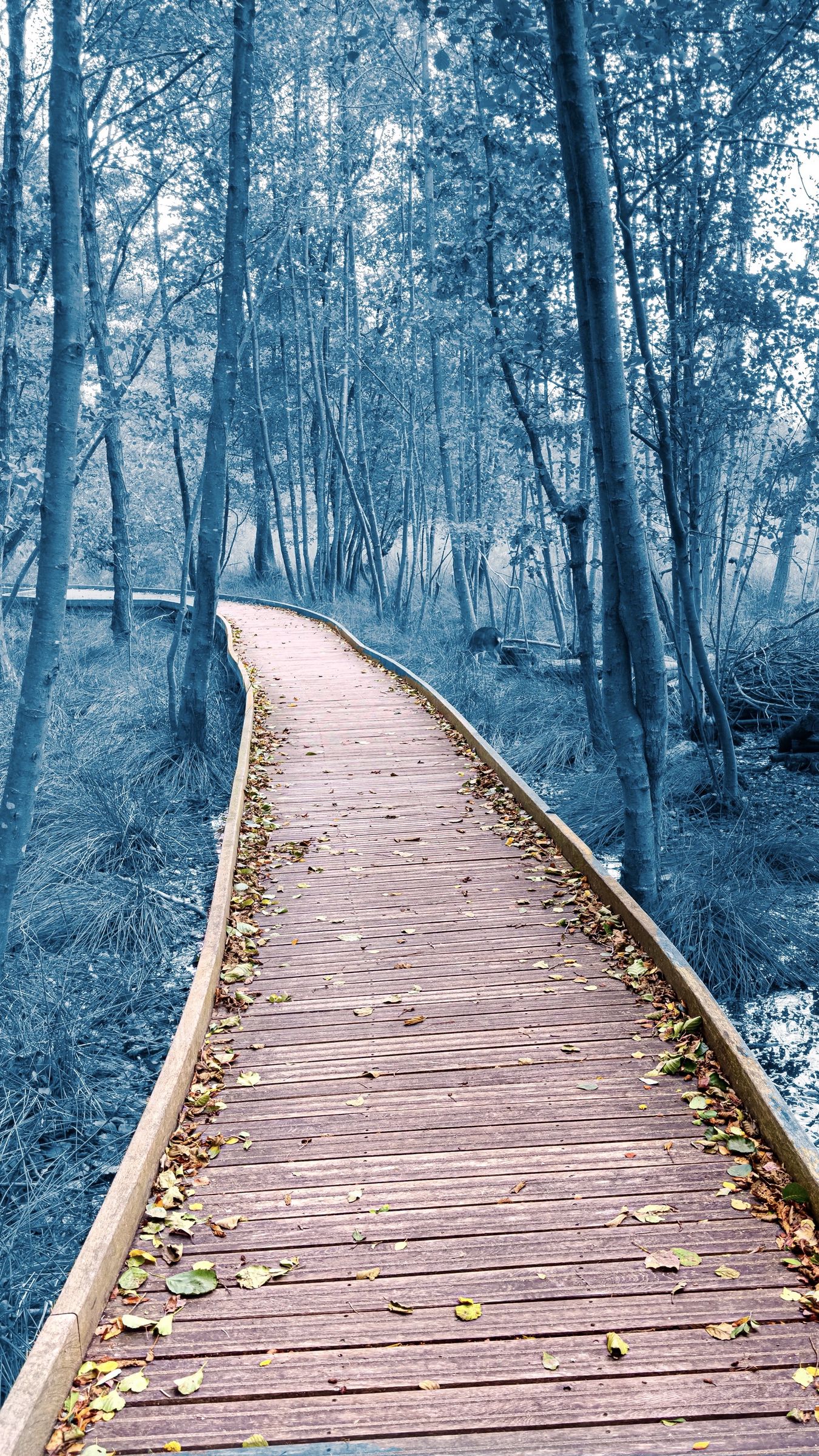 1350x2400 Wallpaper path, trees, forest, nature, leaves