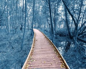 Preview wallpaper path, trees, forest, nature, leaves