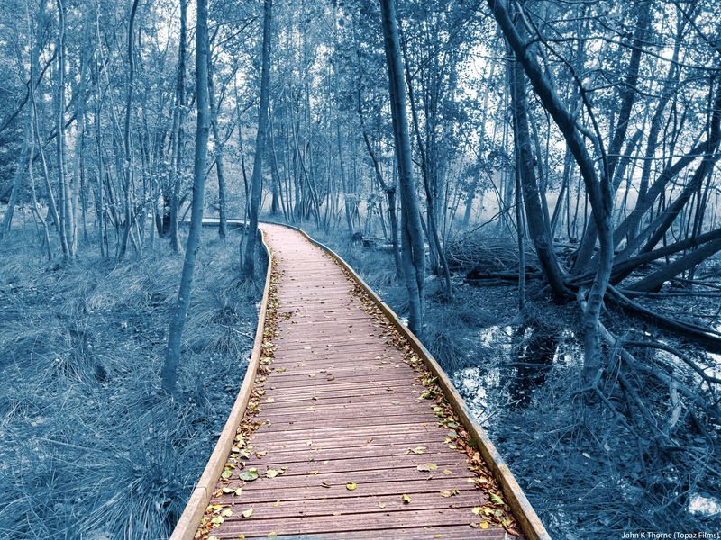 800x600 Wallpaper path, trees, forest, nature, leaves