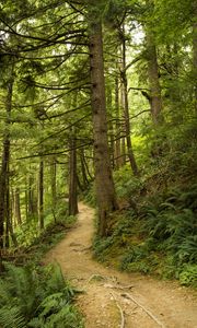 Preview wallpaper path, trees, forest, fern