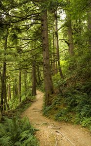 Preview wallpaper path, trees, forest, fern