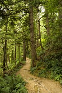 Preview wallpaper path, trees, forest, fern