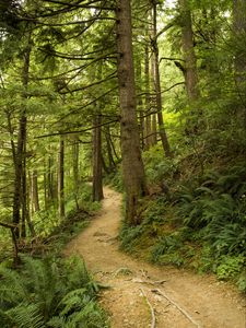 Preview wallpaper path, trees, forest, fern