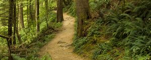 Preview wallpaper path, trees, forest, fern