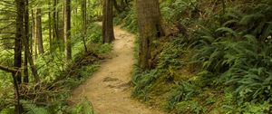 Preview wallpaper path, trees, forest, fern