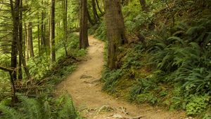 Preview wallpaper path, trees, forest, fern