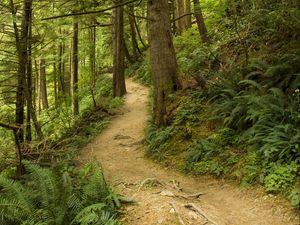 Preview wallpaper path, trees, forest, fern