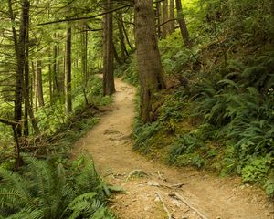 Preview wallpaper path, trees, forest, fern