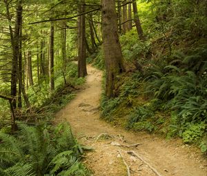 Preview wallpaper path, trees, forest, fern