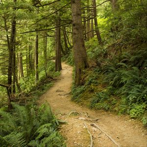 Preview wallpaper path, trees, forest, fern