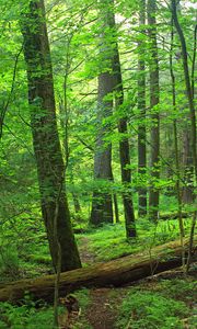 Preview wallpaper path, trees, forest, branches, leaves