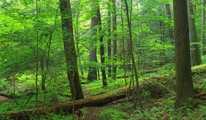 Preview wallpaper path, trees, forest, branches, leaves