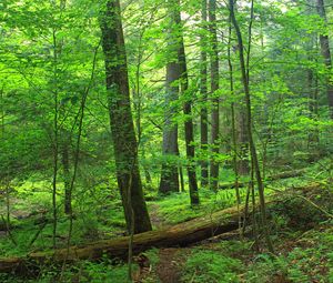 Preview wallpaper path, trees, forest, branches, leaves