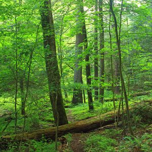 Preview wallpaper path, trees, forest, branches, leaves