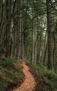 Preview wallpaper path, trees, forest, pine