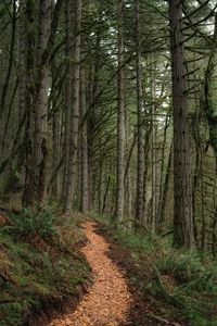 Preview wallpaper path, trees, forest, pine