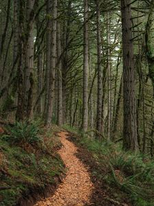 Preview wallpaper path, trees, forest, pine