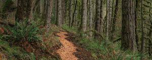 Preview wallpaper path, trees, forest, pine