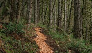 Preview wallpaper path, trees, forest, pine