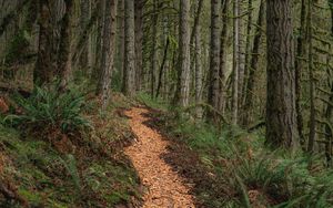 Preview wallpaper path, trees, forest, pine