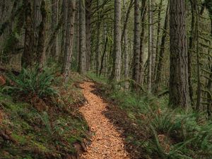 Preview wallpaper path, trees, forest, pine