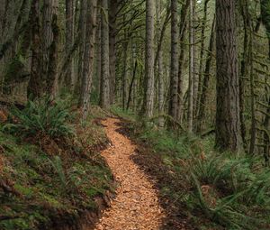 Preview wallpaper path, trees, forest, pine