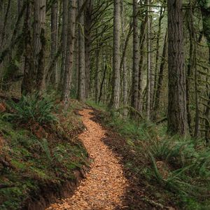Preview wallpaper path, trees, forest, pine