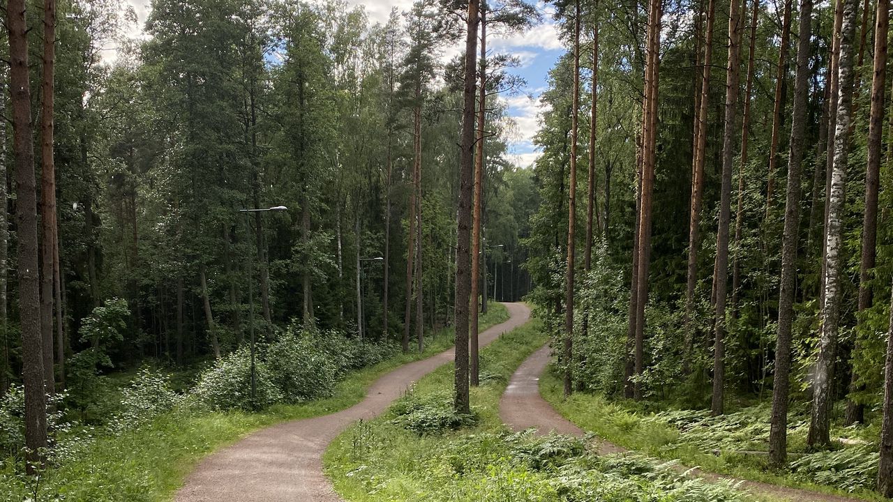 Wallpaper path, trees, forest, grass, sky