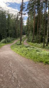 Preview wallpaper path, trees, forest, grass, sky