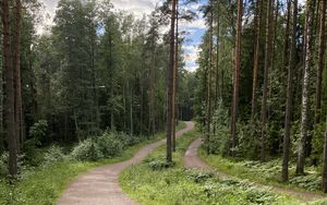 Preview wallpaper path, trees, forest, grass, sky