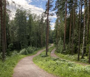 Preview wallpaper path, trees, forest, grass, sky