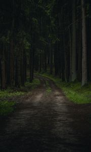 Preview wallpaper path, trees, forest, grass, branches