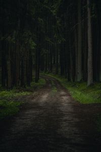 Preview wallpaper path, trees, forest, grass, branches