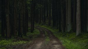 Preview wallpaper path, trees, forest, grass, branches