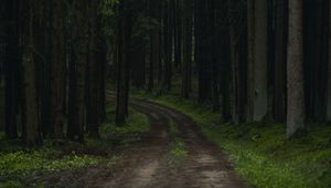Preview wallpaper path, trees, forest, grass, branches