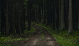 Preview wallpaper path, trees, forest, grass, branches