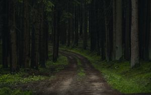 Preview wallpaper path, trees, forest, grass, branches