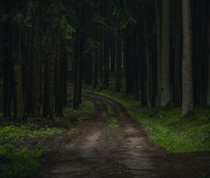 Preview wallpaper path, trees, forest, grass, branches