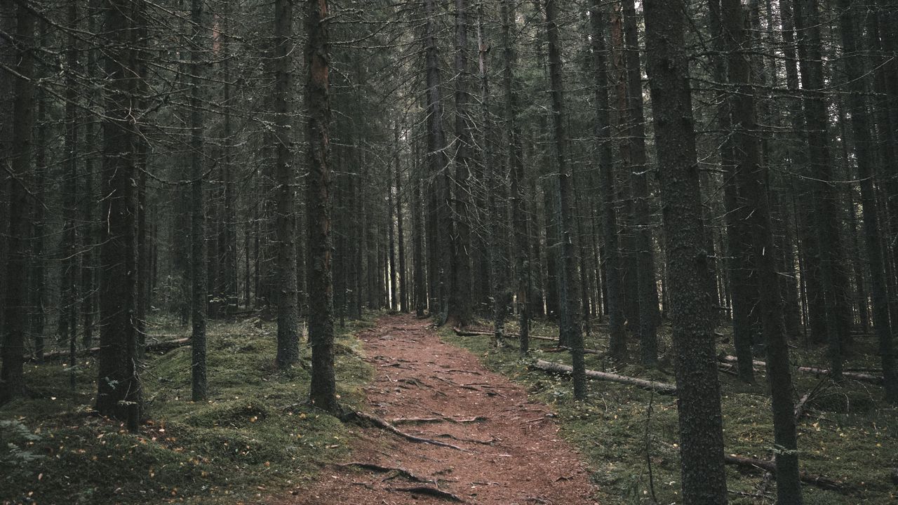 Wallpaper path, trees, forest, distance hd, picture, image