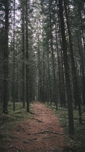 Preview wallpaper path, trees, forest, distance