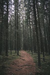 Preview wallpaper path, trees, forest, distance