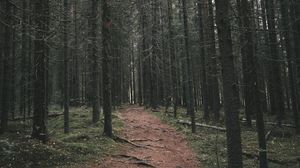 Preview wallpaper path, trees, forest, distance